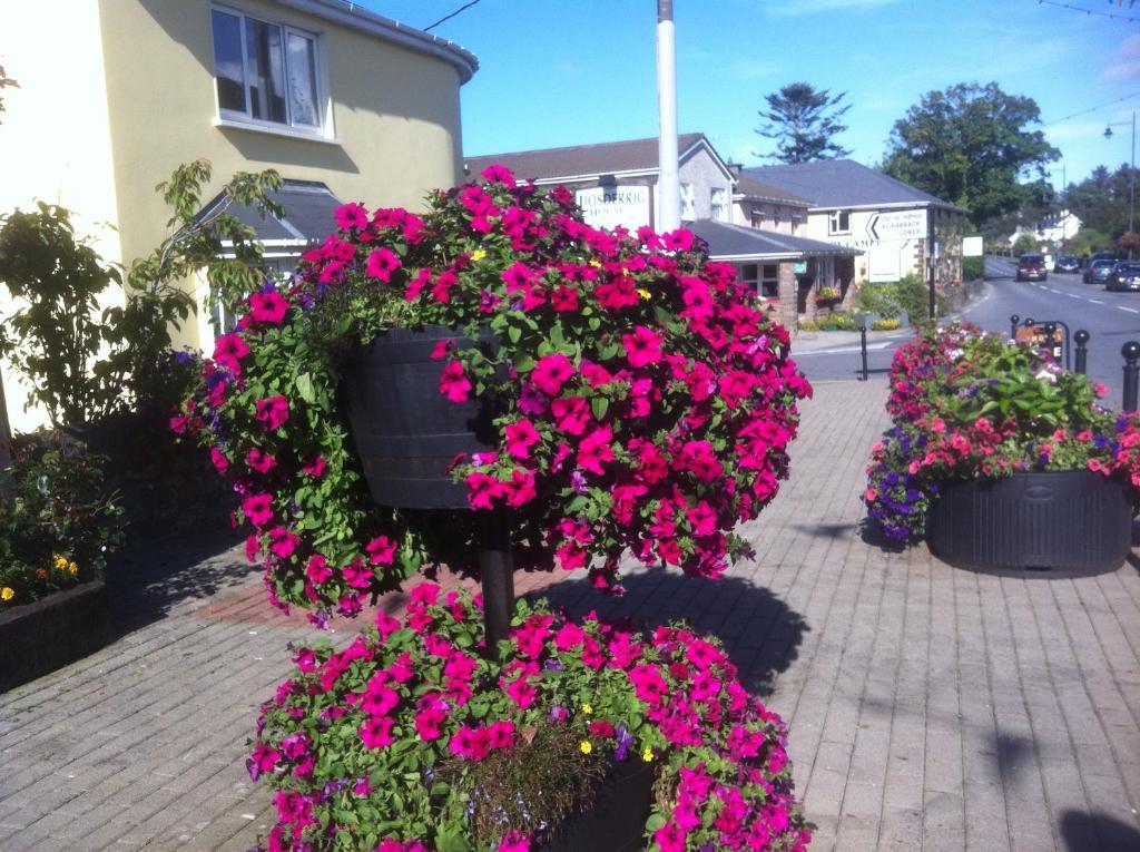 Liosderrig House B&B Glenbeigh Dış mekan fotoğraf